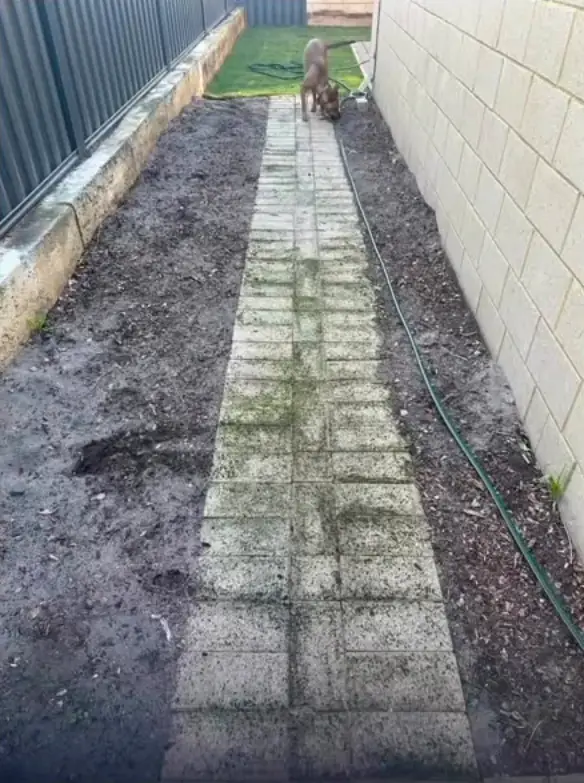 Narrow side path in Brabham with a single row of old pavers in the dirt