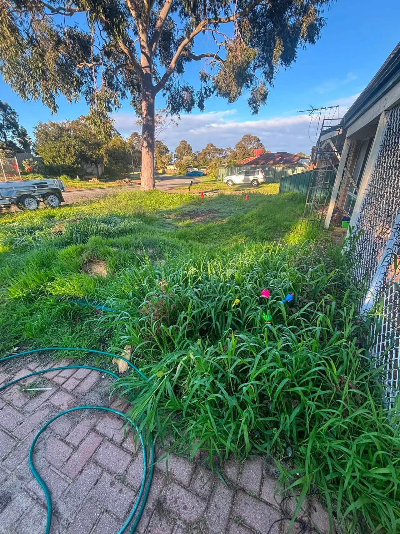 Overgrown front yard in Bullsbrook with weeds over the old brick paving